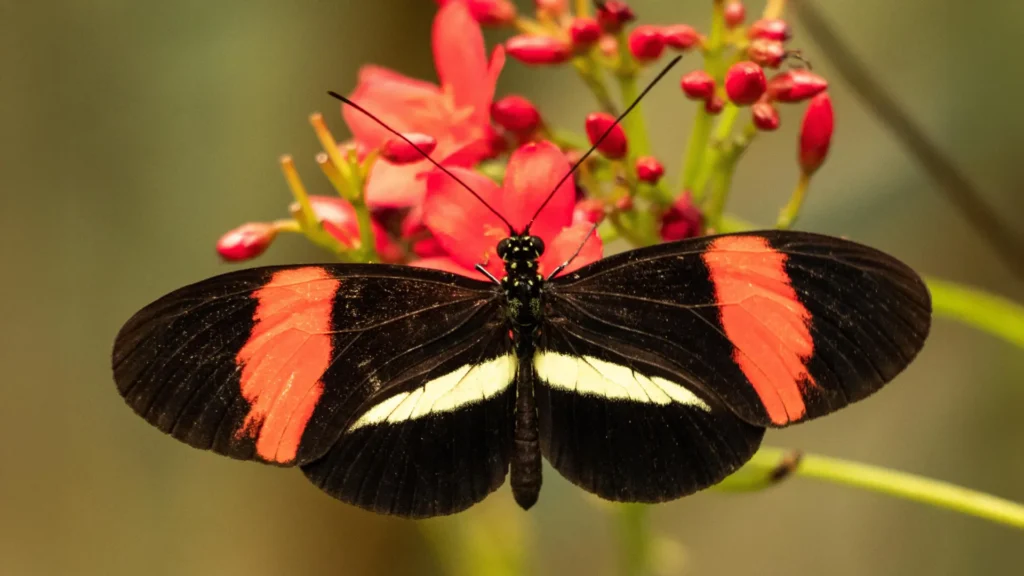 Butterfly that barely ages could help unlock longevity secrets Butterfly that barely ages could help unlock longevity secrets