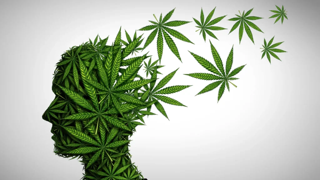 Massive study links teen marijuana use to double the risk of serious mental illness Massive study links teen marijuana use to double the risk of serious mental illness