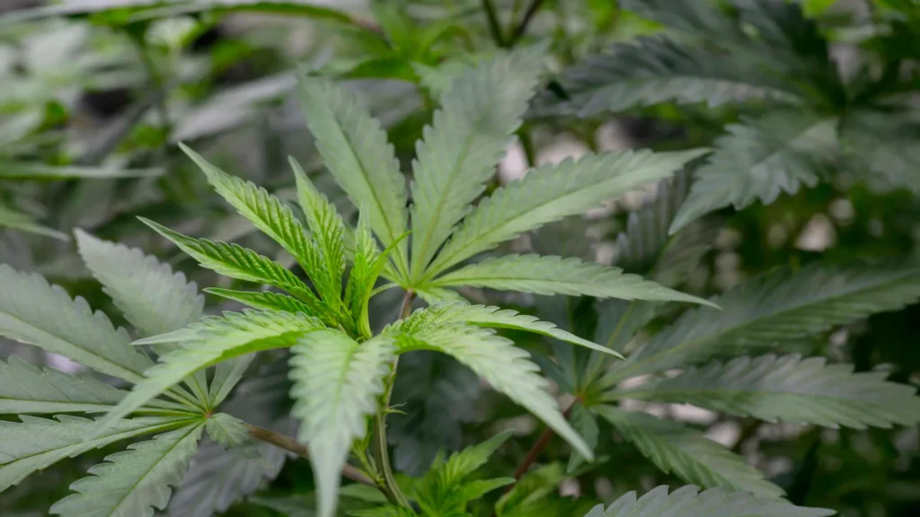 Scientists found a cannabis compound that relieves pain without the high Scientists found a cannabis compound that relieves pain without the high