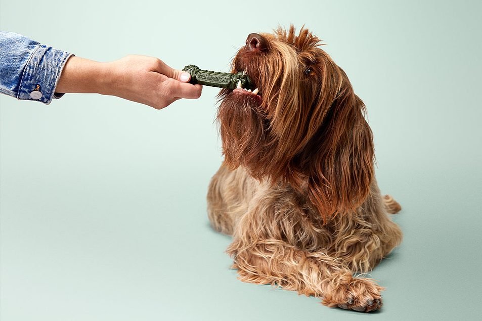 Getting to the root: Optimizing oral health pet nutrition products Getting to the root: Optimizing oral health pet nutrition products