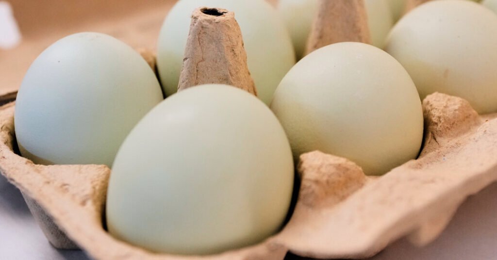1.6 Million Egg Cartons Are Recalled Over Salmonella Risk 1.6 Million Egg Cartons Are Recalled Over Salmonella Risk
