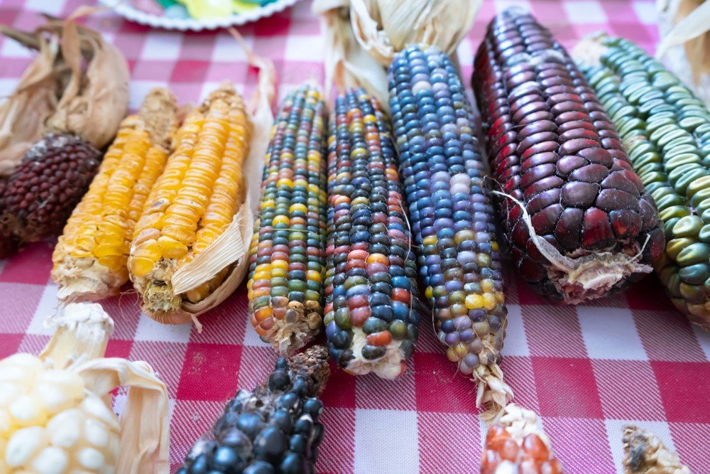 Indigenous knowledge helps improve nutrition Indigenous knowledge helps improve nutrition