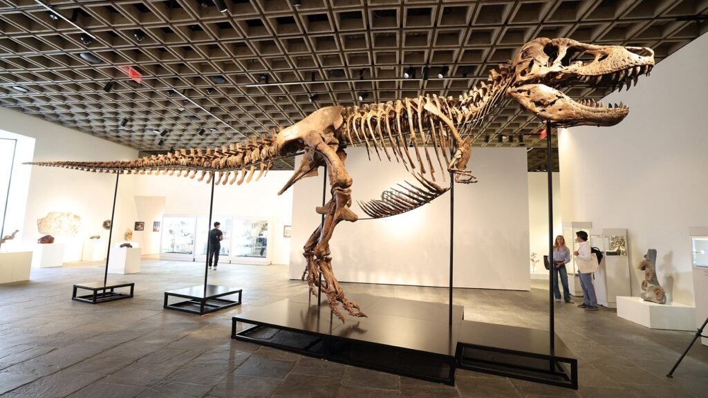 ‘Another dinosaur has entered the luxury collectibles market’: Gus the T. rex just sold for  million. Here’s what its loss means to science.