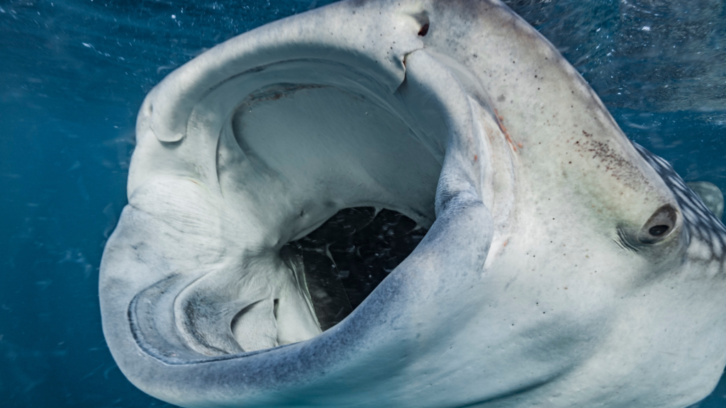 Scientists put cameras on whale sharks for the first time and saw something they’d never seen before
