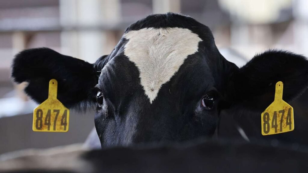 Avian flu impacting milk production at Weber County dairies, officials declare emergency Avian flu impacting milk production at Weber County dairies, officials declare emergency