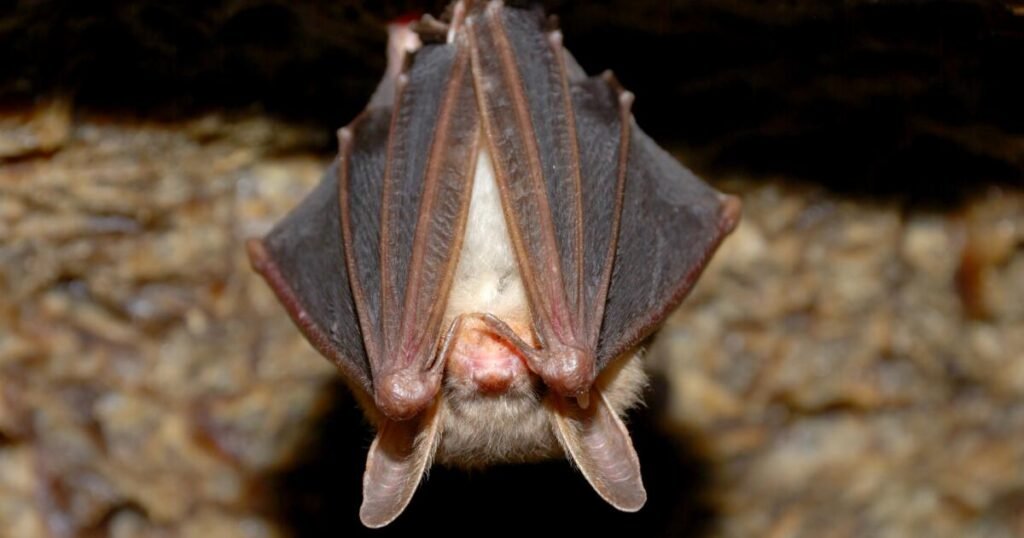 Bat that dropped onto table at SoCal restaurant had rabies, officials say Bat that dropped onto table at SoCal restaurant had rabies, officials say