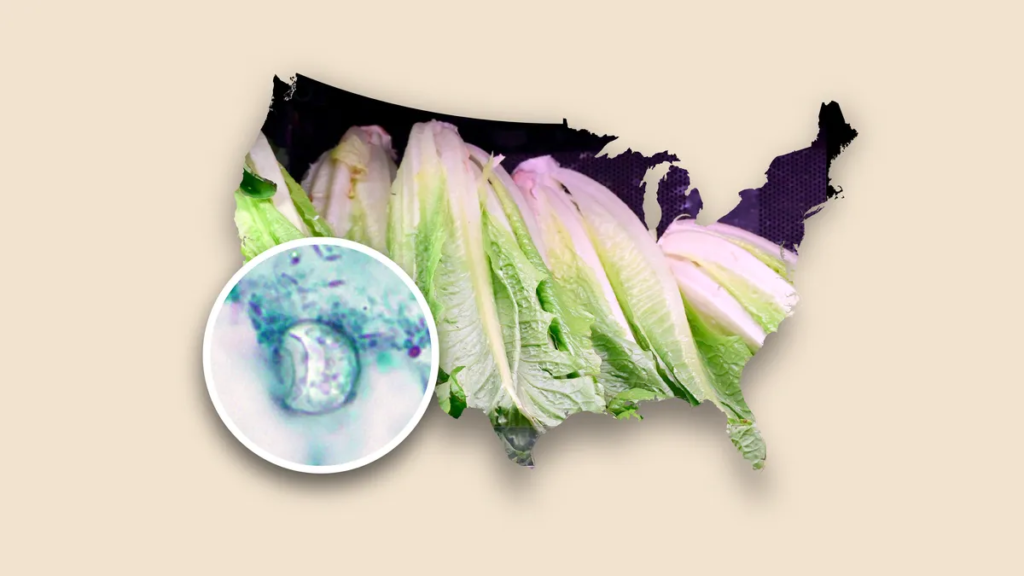 Cyclospora outbreak could linger, infectious disease experts say Cyclospora outbreak could linger, infectious disease experts say