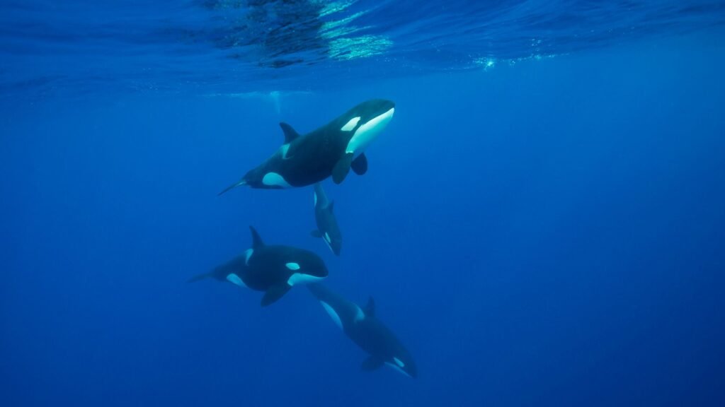 ‘Oh my god!’ A diver watches an orca ram a sunfish so hard it explodes ‘Oh my god!’ A diver watches an orca ram a sunfish so hard it explodes