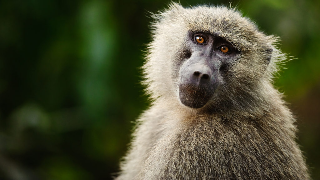 Monkeys have a basic intuition for geometry, study suggests Monkeys have a basic intuition for geometry, study suggests