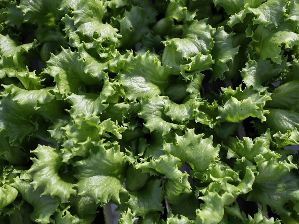 What is cyclospora? Diarrhoea symptoms, foods linked to US outbreak | Agriculture News What is cyclospora? Diarrhoea symptoms, foods linked to US outbreak | Agriculture News