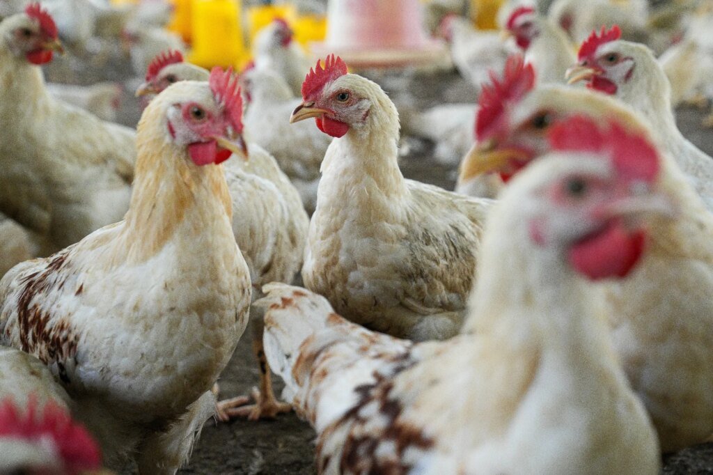 Intensive poultry farming and campylobacter evolution