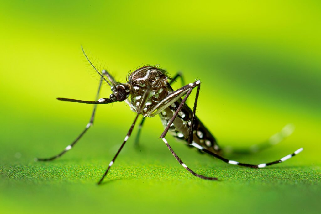 Invasive ‘yellow fever’ mosquito found in new location in Bay Area