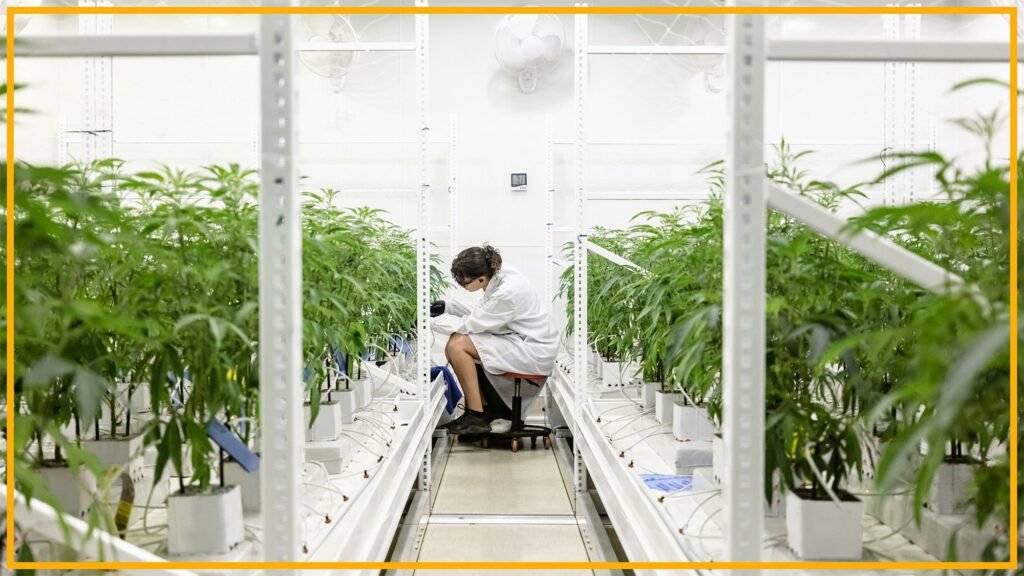 ‘Rescheduling’ cannabis would ease restrictions on science, opening the door to the largest investment in cannabis research we’ve seen to date | Raymond Palidora