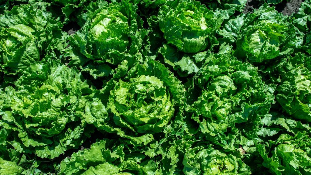 Mexico, RFK Jr., Taylor Farms respond to cyclospora parasite outbreak