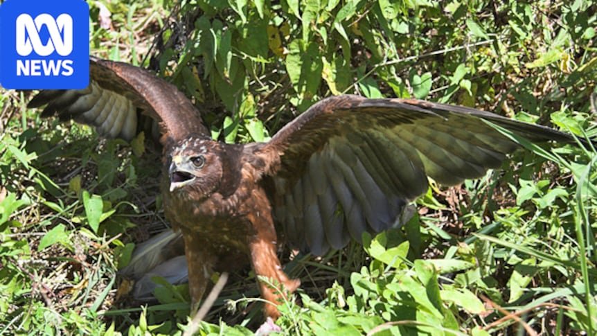 New Zealand detects first case of a native bird with deadly H5N1 bird flu New Zealand detects first case of a native bird with deadly H5N1 bird flu