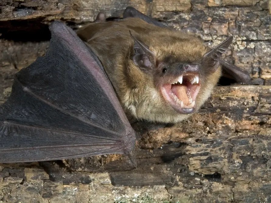 Rabid Bat Startles Patrons At San Diego County Restaurant Rabid Bat Startles Patrons At San Diego County Restaurant