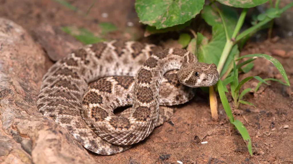 Scientists just debunked a dangerous baby rattlesnake myth Scientists just debunked a dangerous baby rattlesnake myth