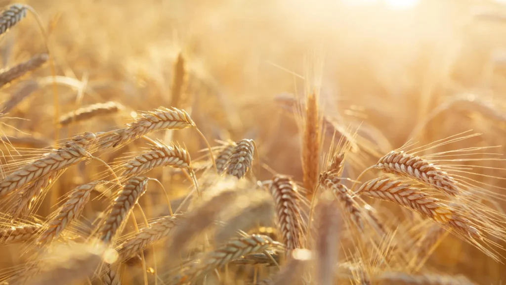 Scientists solve a 30-year rye pollen mystery that could transform cancer research Scientists solve a 30-year rye pollen mystery that could transform cancer research
