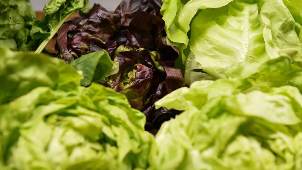 Taylor Farms lettuce recalled over cyclospora risk. See full list Taylor Farms lettuce recalled over cyclospora risk. See full list
