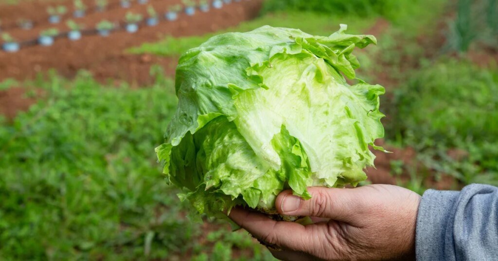 Taylor Farms pulls iceberg lettuce linked to cyclosporiasis outbreak Taylor Farms pulls iceberg lettuce linked to cyclosporiasis outbreak