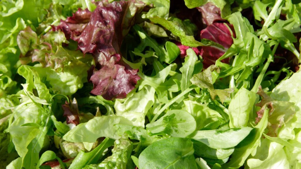 Worried after eating lettuce? How to tell if you have cyclosporiasis