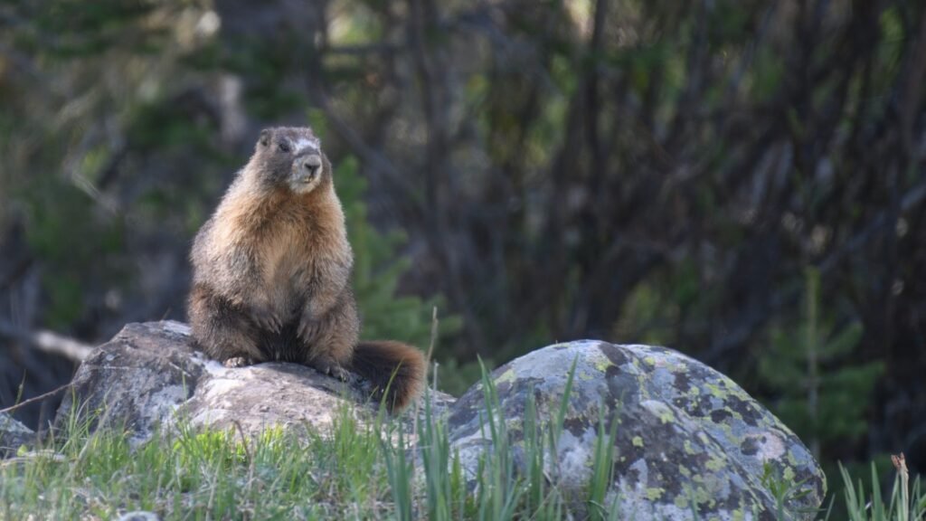 ‘We’re trying this out of frustration’: Marmots star in OnlyFans account as researchers desperately look for ways to raise funds amid US budget cuts ‘We’re trying this out of frustration’: Marmots star in OnlyFans account as researchers desperately look for ways to raise funds amid US budget cuts