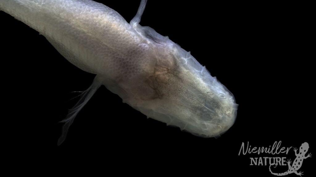 ‘Demon cavefish’ discovered under WWII chemical weapons facility in Alabama