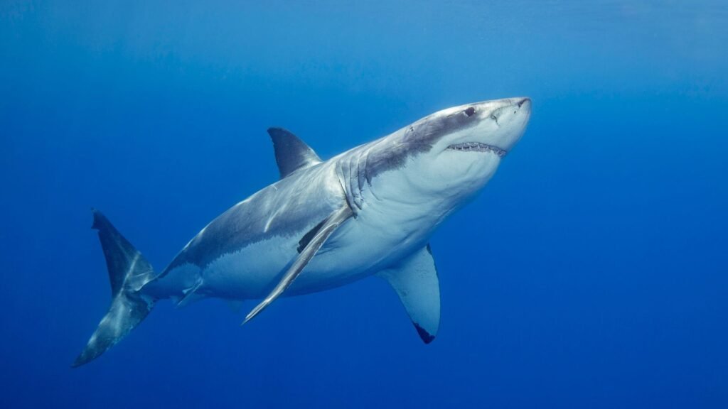 How to watch ‘Secrets of the Great White Kill’ from anywhere