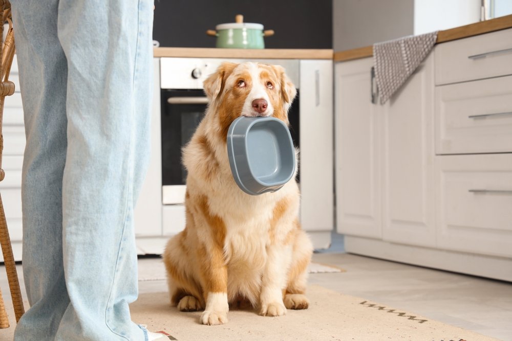 Nutrition Resource Helps Veterinarians Choose Therapeutic Diets Nutrition Resource Helps Veterinarians Choose Therapeutic Diets