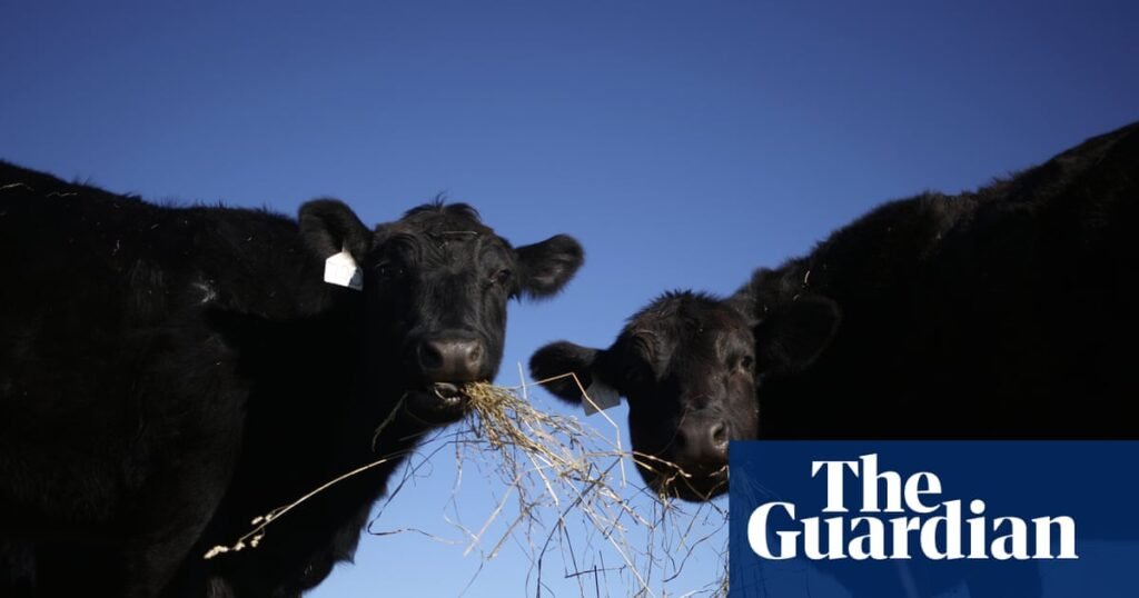 Trump pledges to allow cattle ranchers to process own food amid beef imports backlash | Donald Trump Trump pledges to allow cattle ranchers to process own food amid beef imports backlash | Donald Trump