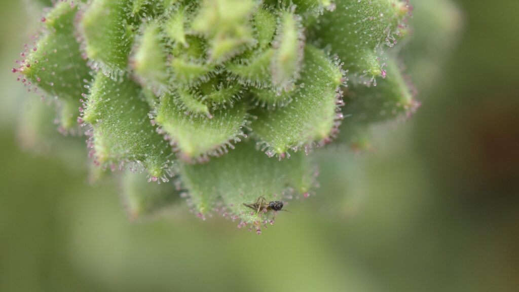 ‘Darwin’s hypothesis provided an important inspiration’: Scientists bolster 150-year-old Darwinian theory with a carnivorous plant in China