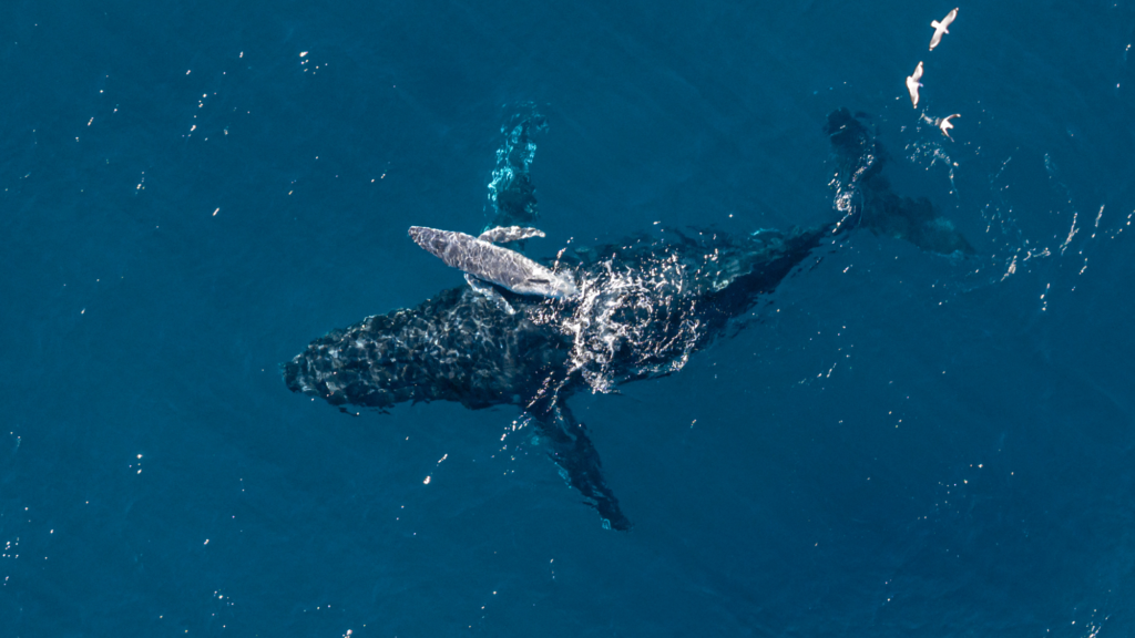 ‘It’s incredibly rare to see a moment like this in the ocean’: Camera drone captures moment humpback whale gives birth off Australian coast