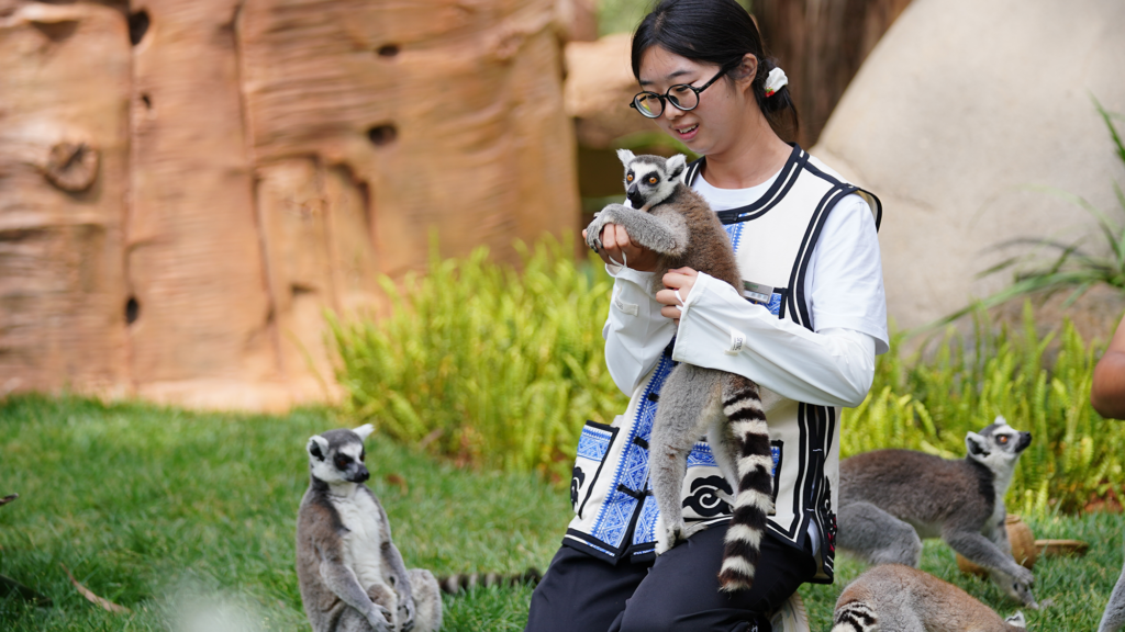 Lemur used in ‘lemur yoga’ session dies of human herpesvirus, study finds Lemur used in ‘lemur yoga’ session dies of human herpesvirus, study finds