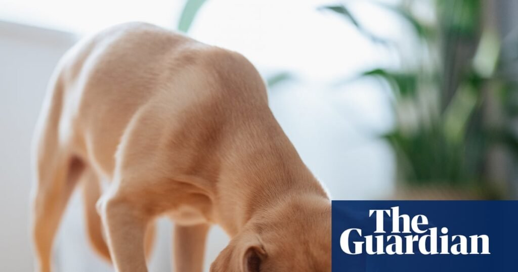 Dog food recalled in UK after reports of pets losing their sight | Product recalls