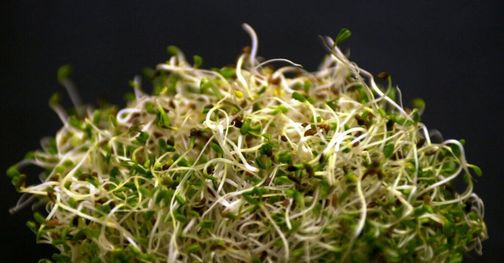 Alfalfa Sprouts Linked to Illnesses in 15 States, F.D.A. Says Alfalfa Sprouts Linked to Illnesses in 15 States, F.D.A. Says
