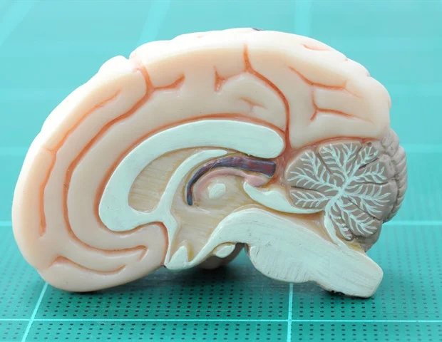 Childhood trauma affects brain pathways linked to adult anhedonia Childhood trauma affects brain pathways linked to adult anhedonia