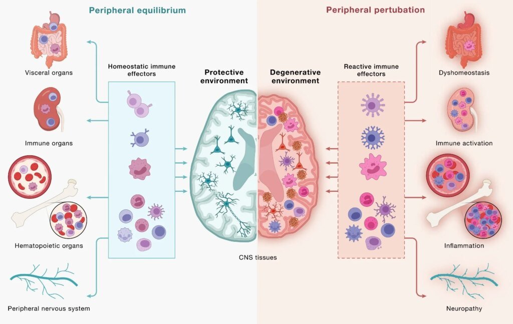 Disrupted brain-immune signaling may help drive neurodegeneration