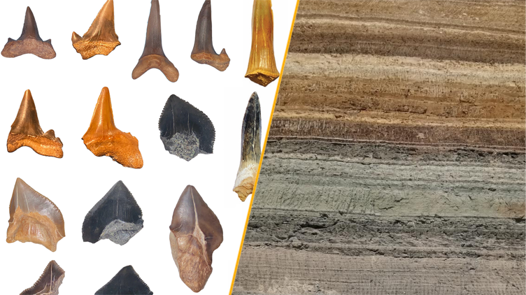 ‘An exciting surprise’: Ancient shark ‘graveyard’ uncovered in Egyptian desert ‘An exciting surprise’: Ancient shark ‘graveyard’ uncovered in Egyptian desert