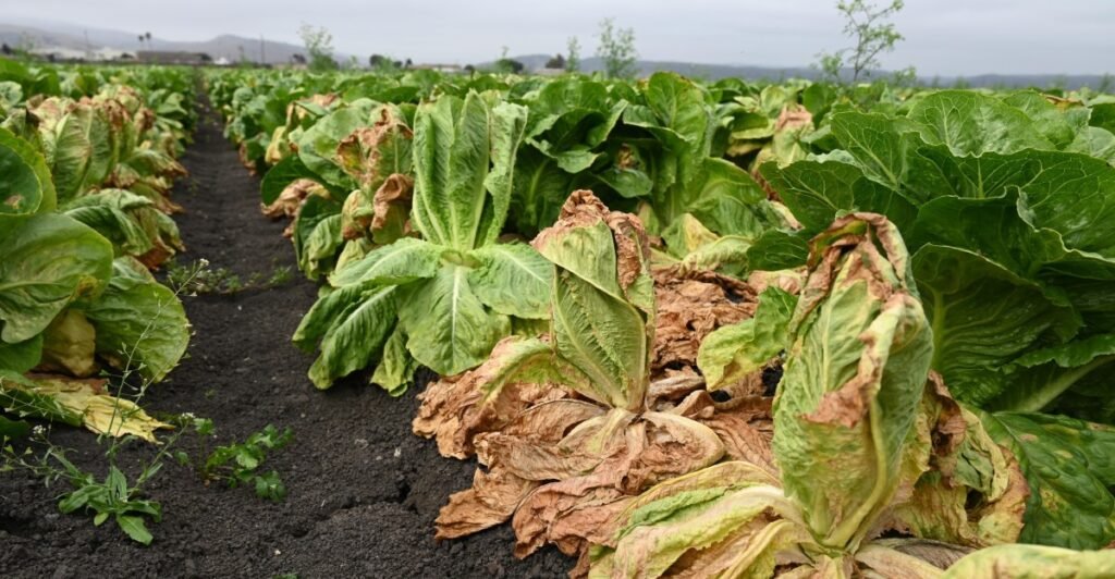 Food recalls for lettuce, eggs, blueberries and more have ruined summer. When will it end?