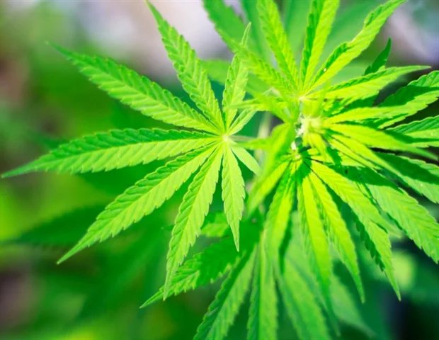 Inhaled cannabis reduces premature heartbeats in habitual users Inhaled cannabis reduces premature heartbeats in habitual users