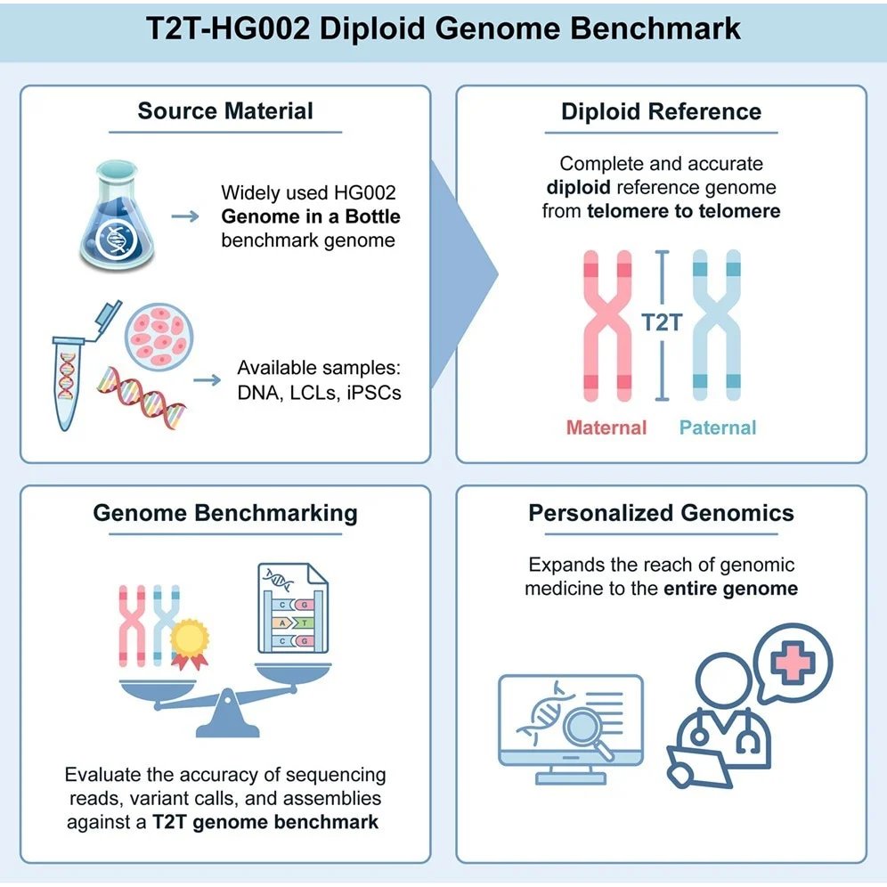 New human genome benchmark captures both parental copies with near-perfect accuracy New human genome benchmark captures both parental copies with near-perfect accuracy