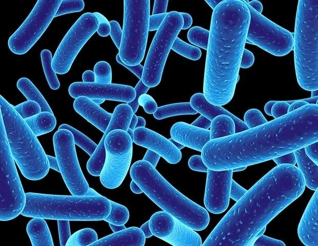 New study focuses on starving bacteria to prevent Lyme disease New study focuses on starving bacteria to prevent Lyme disease