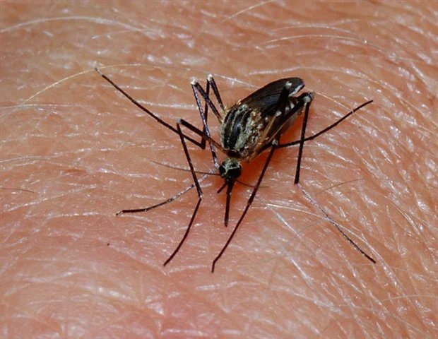 New vaccine strategy targets overlooked regions of malaria parasite New vaccine strategy targets overlooked regions of malaria parasite