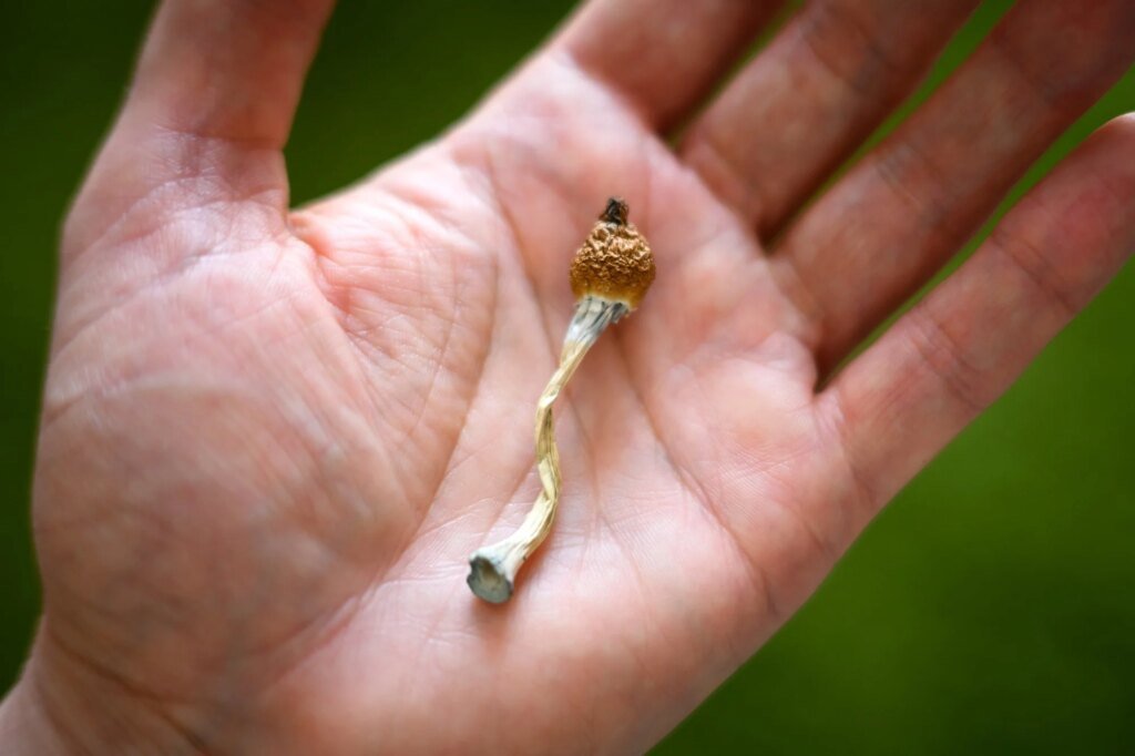 Psilocybin may make the brain more organized than scientists expected