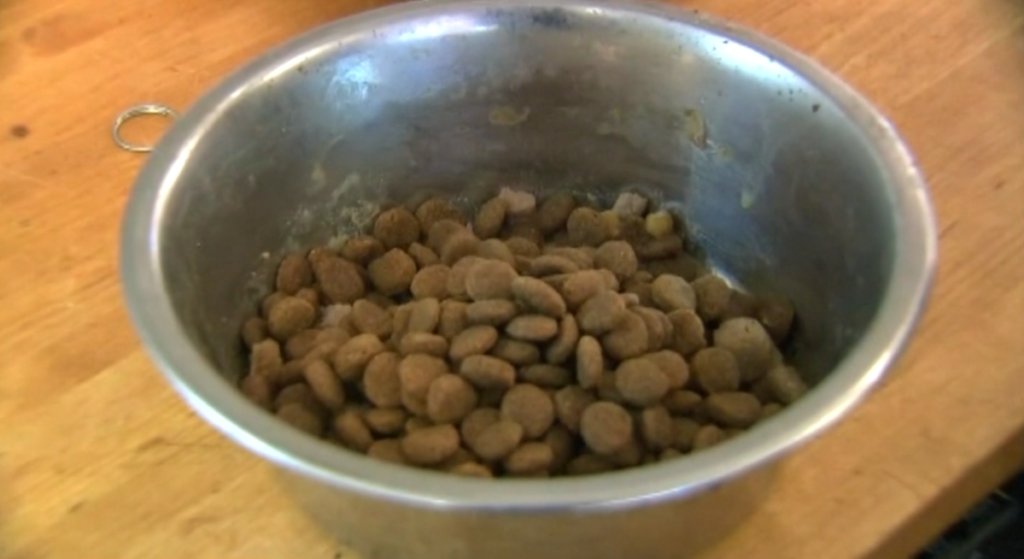 Two dog food brands issue recalls over salmonella, metal contamination risks