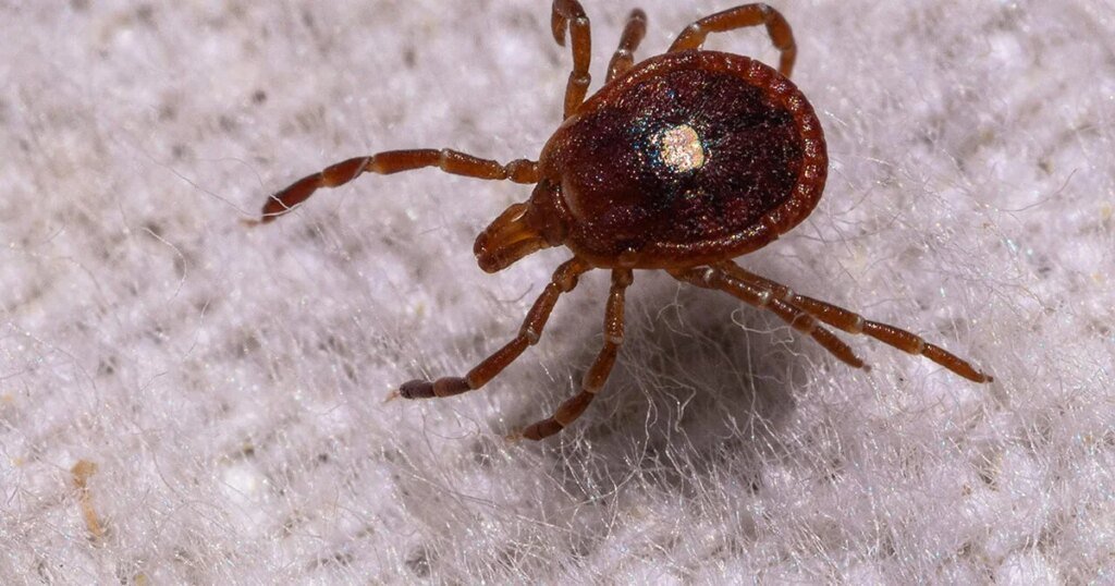 The explosion of ticks and Alpha-gal syndrome The explosion of ticks and Alpha-gal syndrome
