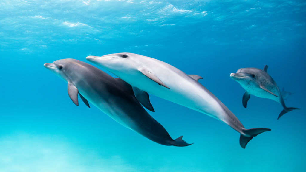 Do other animals call each other by name? Do other animals call each other by name?