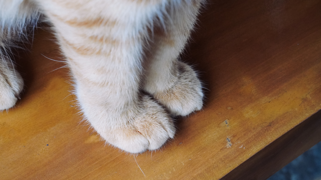 Why do cats have ‘leg whiskers’?