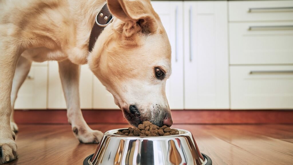 Popular dog food recalled after salmonella contamination sickens pets