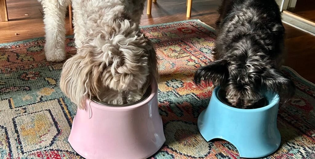 8 Best Dog Foods in 2026, According to Vets